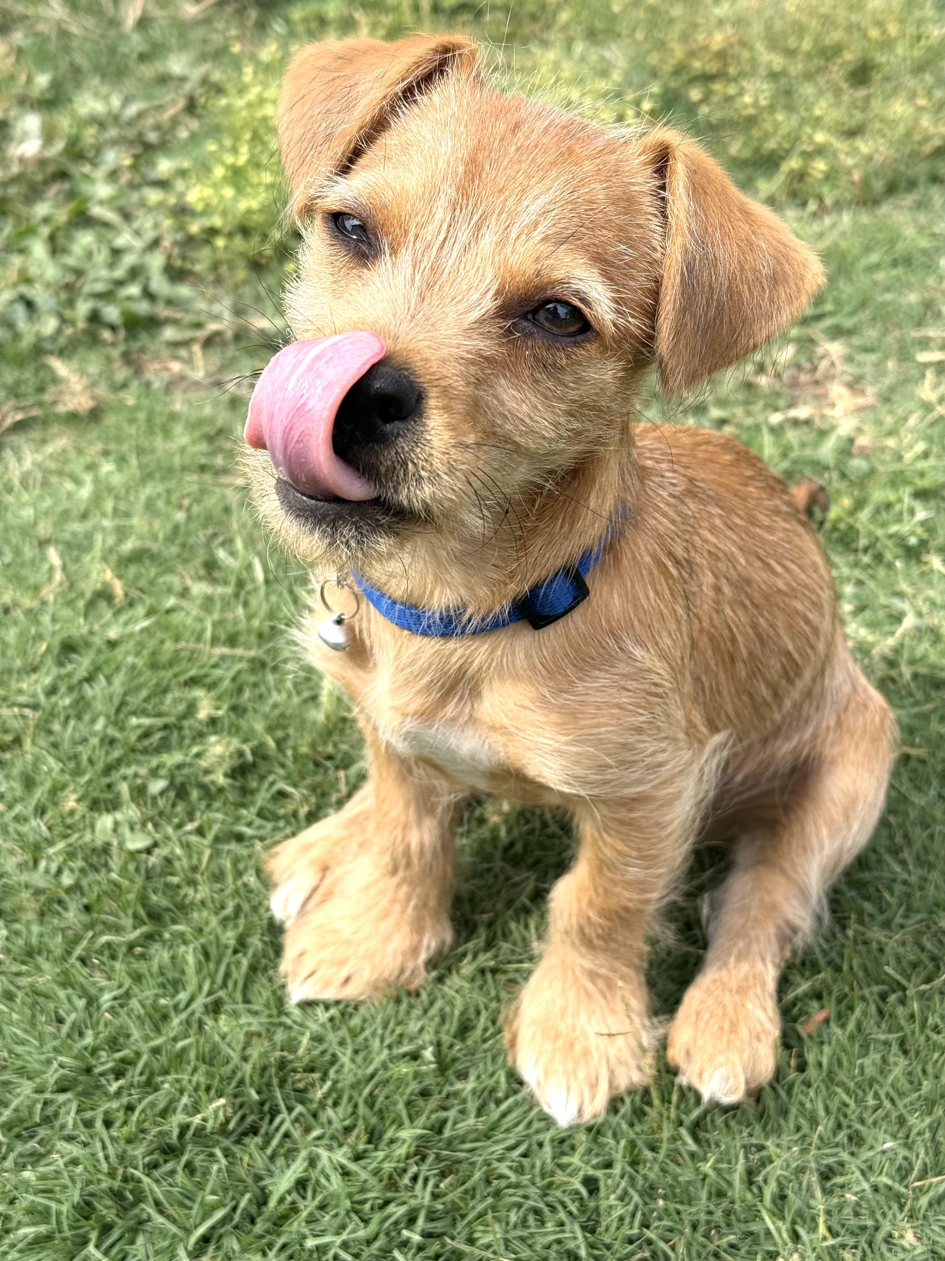 Enlarge Sir Lorax, a ADOPTABLE mixed breed in Sun Valley, CA image 4/6