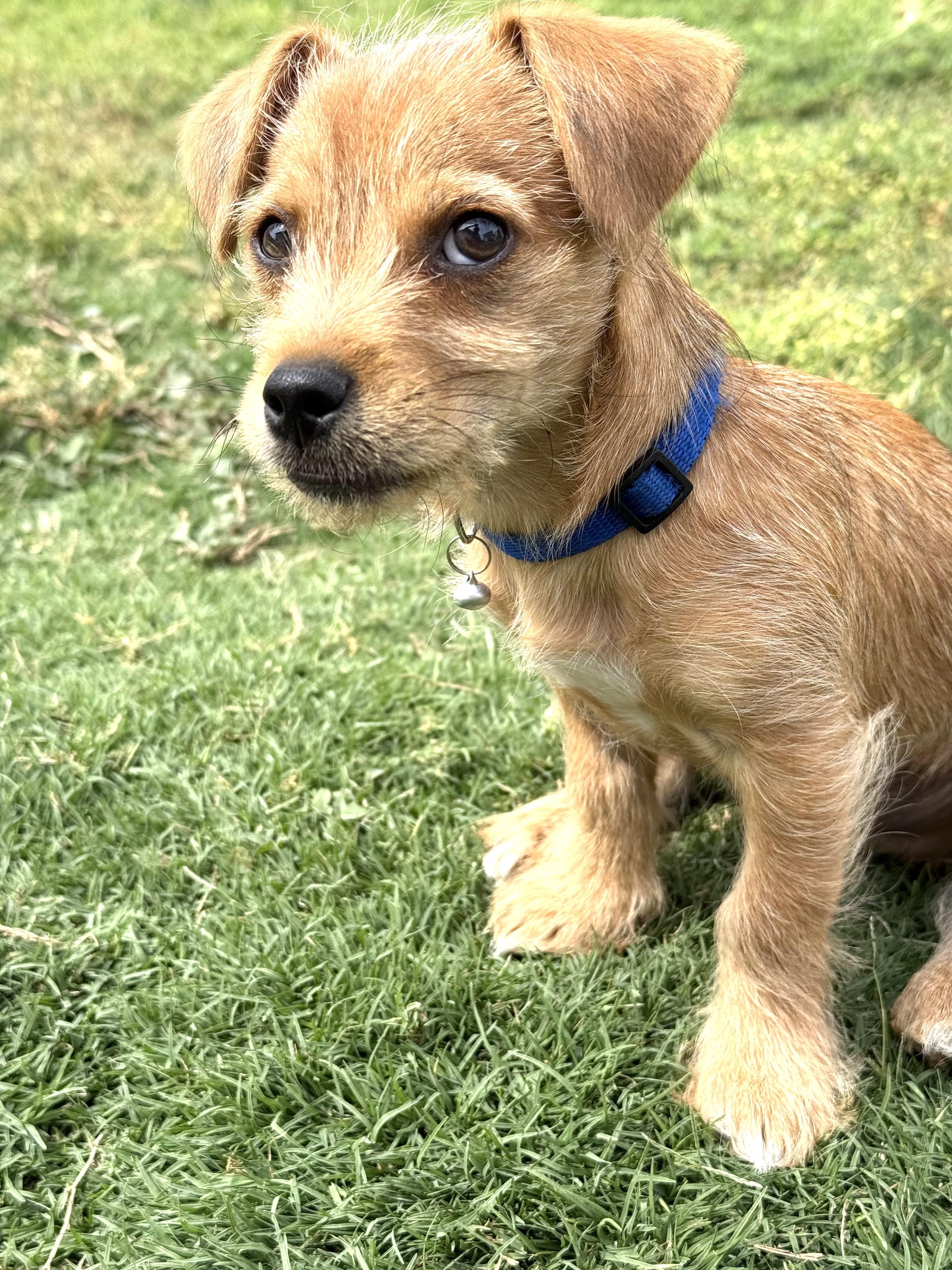 Enlarge Sir Lorax, a ADOPTABLE mixed breed in Sun Valley, CA image 6/6