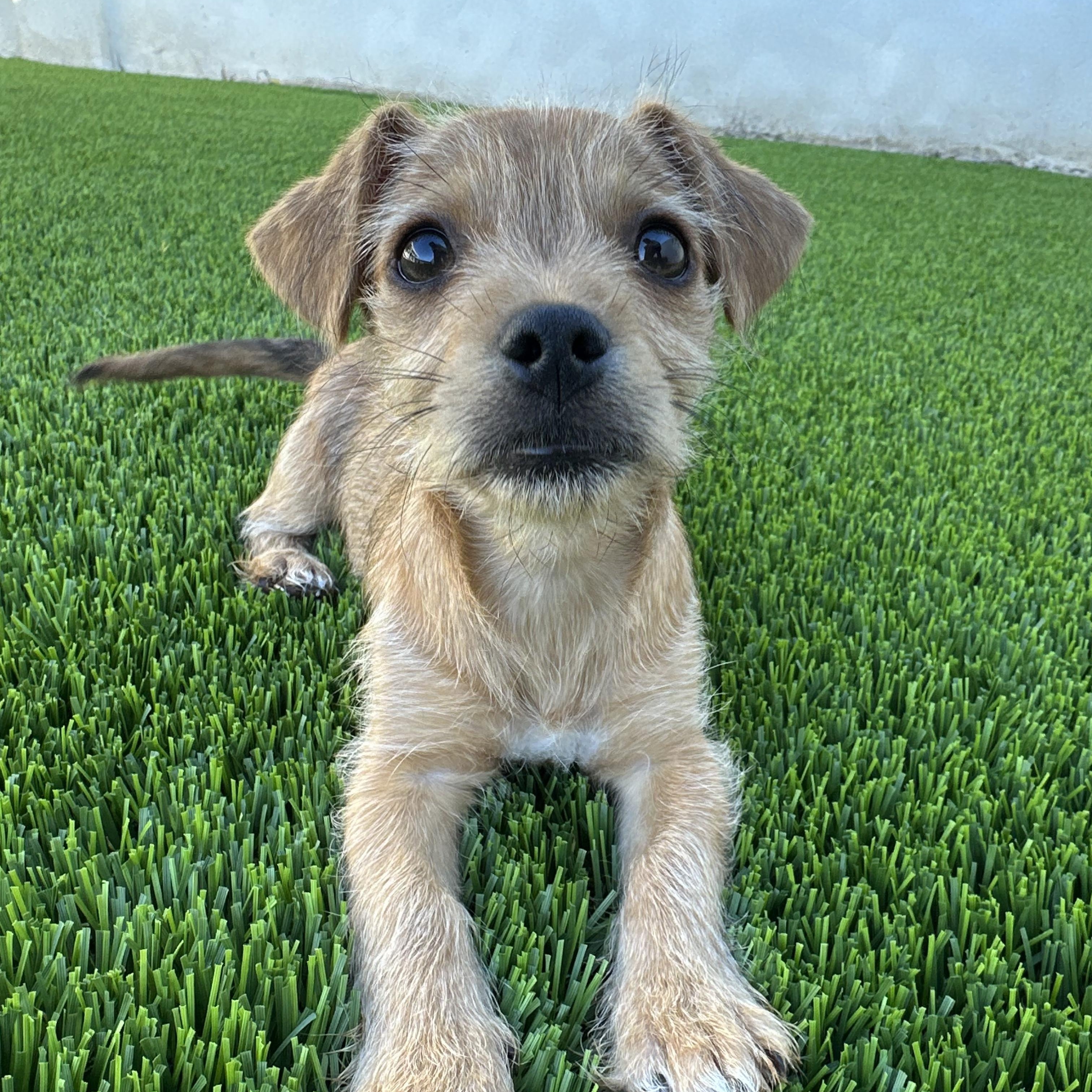 Sir Lorax, ADOPTABLE, Puppy Male Border Terrier & Terrier.