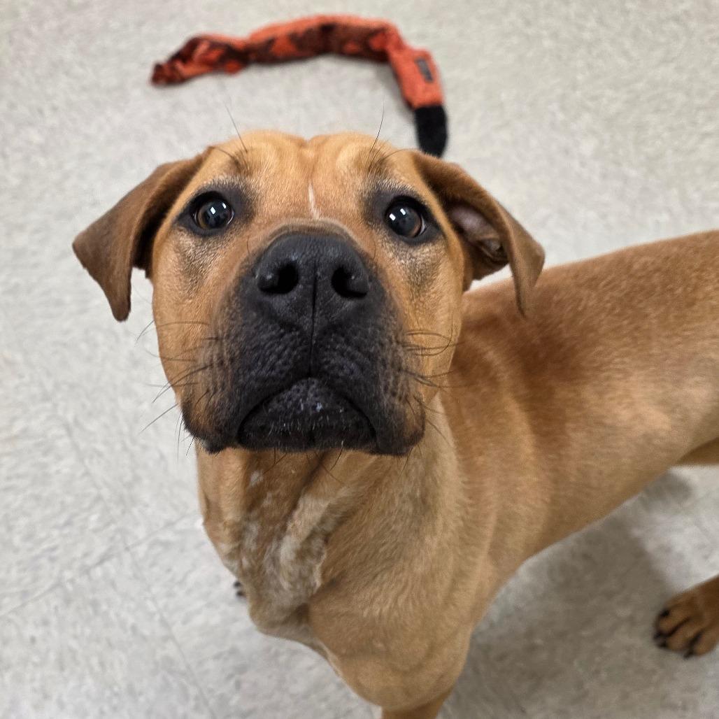 Sulfur, Adoptable, Young Female Labrador Retriever & Mixed Breed.