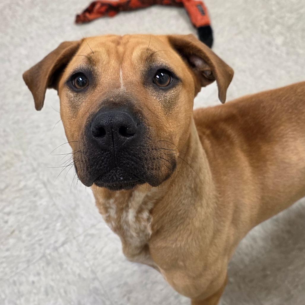 Sulfur, a Adoptable mixed breed in Chatham, VA image 2/3