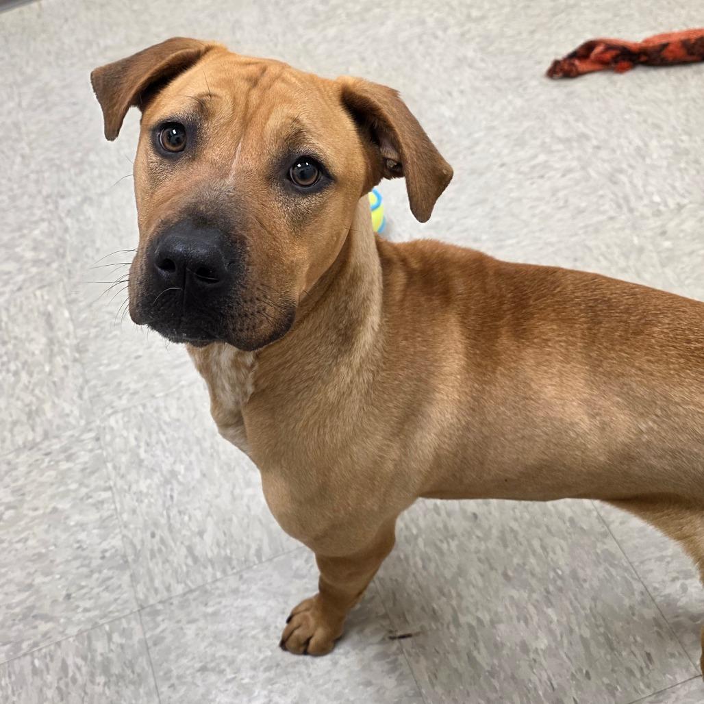 Sulfur, a Adoptable mixed breed in Chatham, VA image 3/3