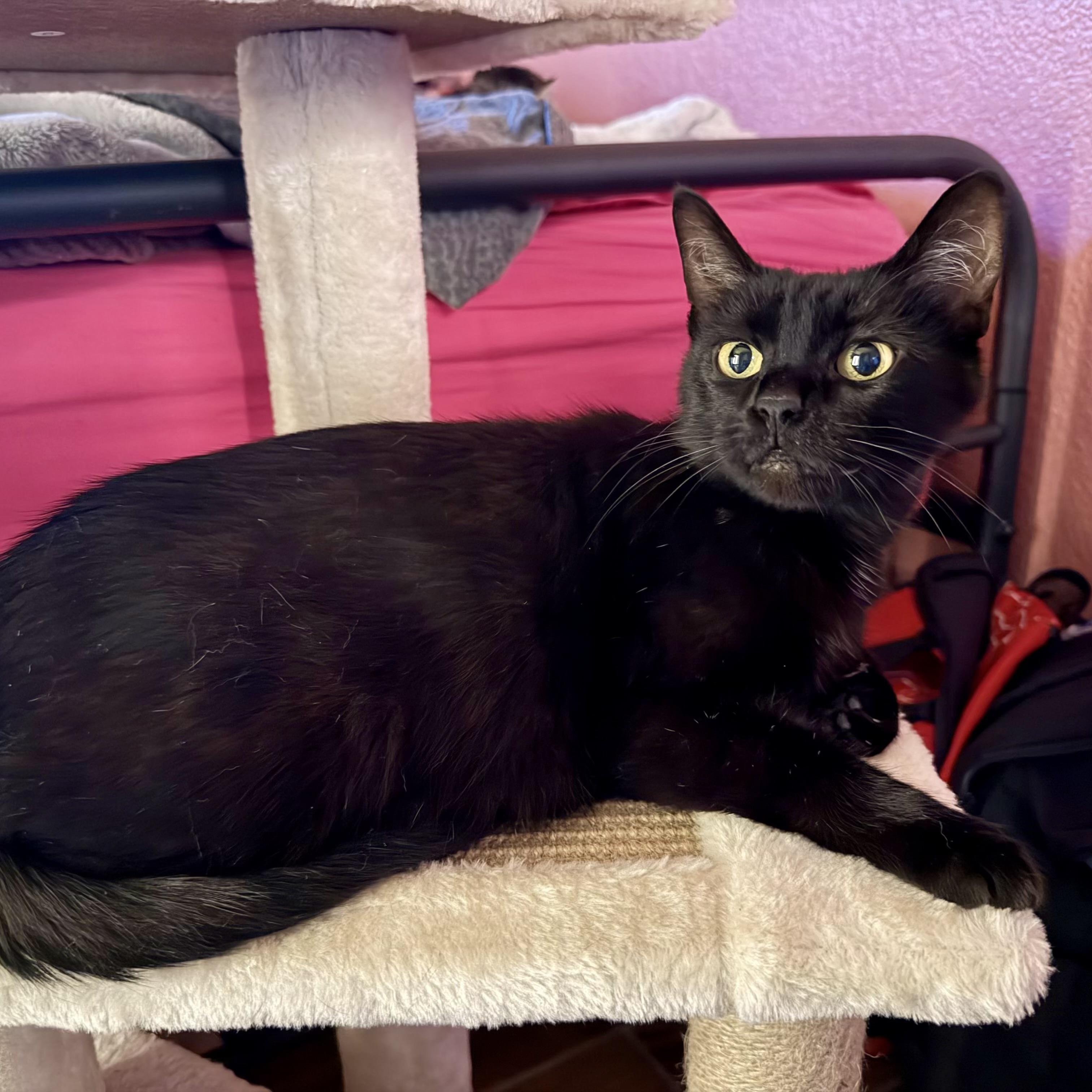 Enlarge Queen Willow, a ADOPTABLE Domestic Short Hair in Bentonville, AR image 2/2