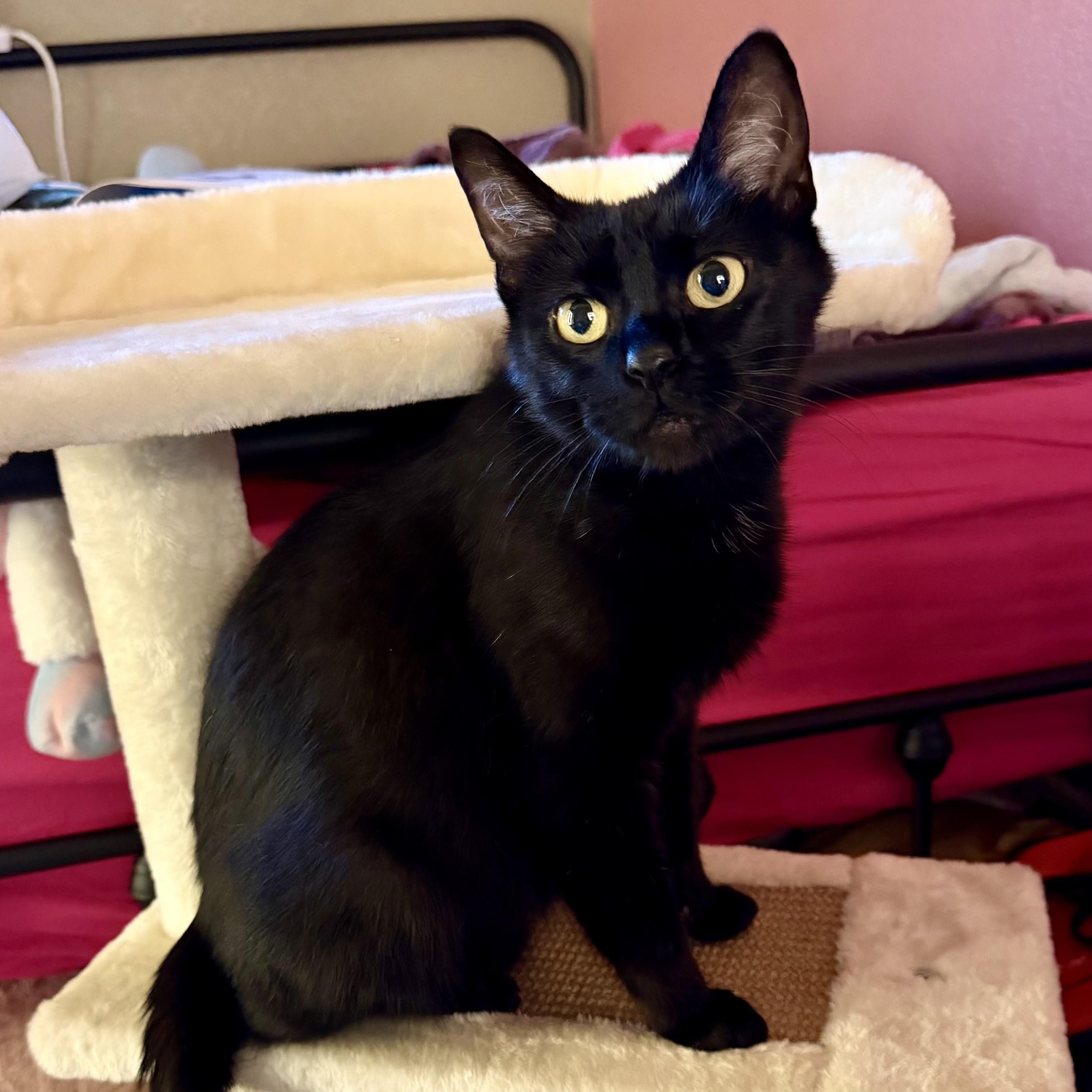 Queen Willow, ADOPTABLE, Young Female Domestic Short Hair.