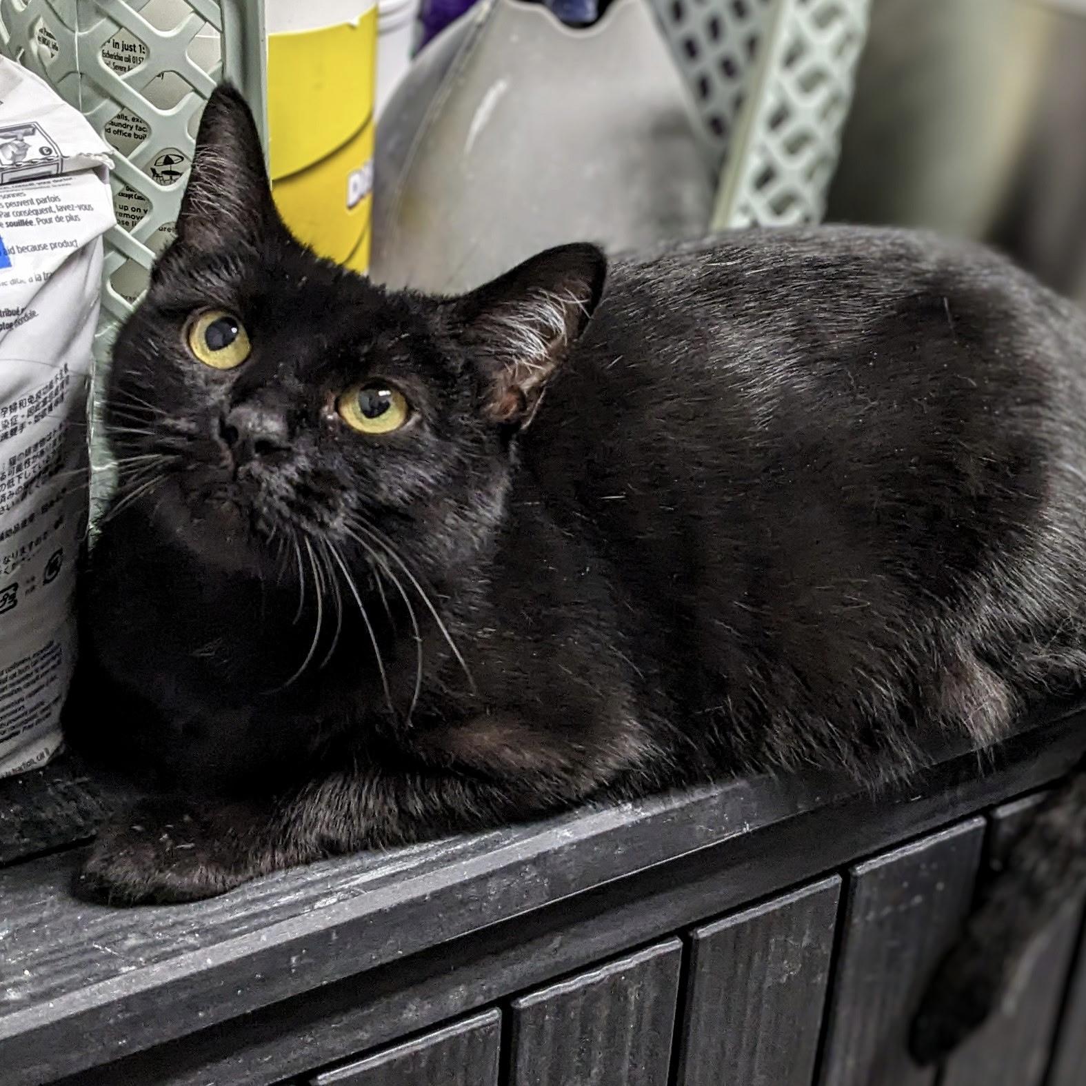 Queen Willow, ADOPTABLE, Young Female Domestic Short Hair.