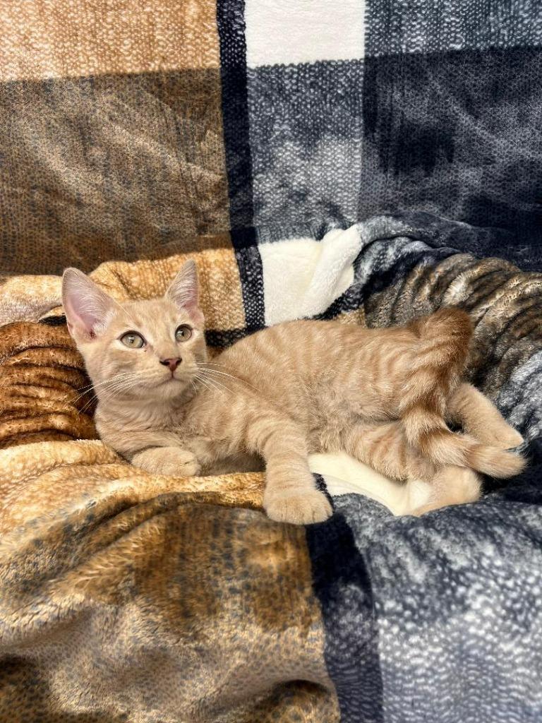 Mufasa