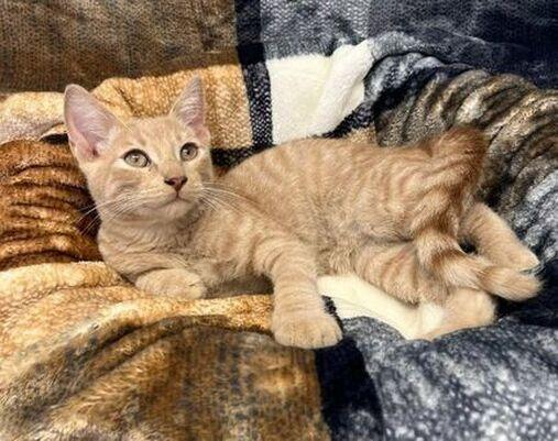 Mufasa, Adoptable, Kitten Male Domestic Short Hair.