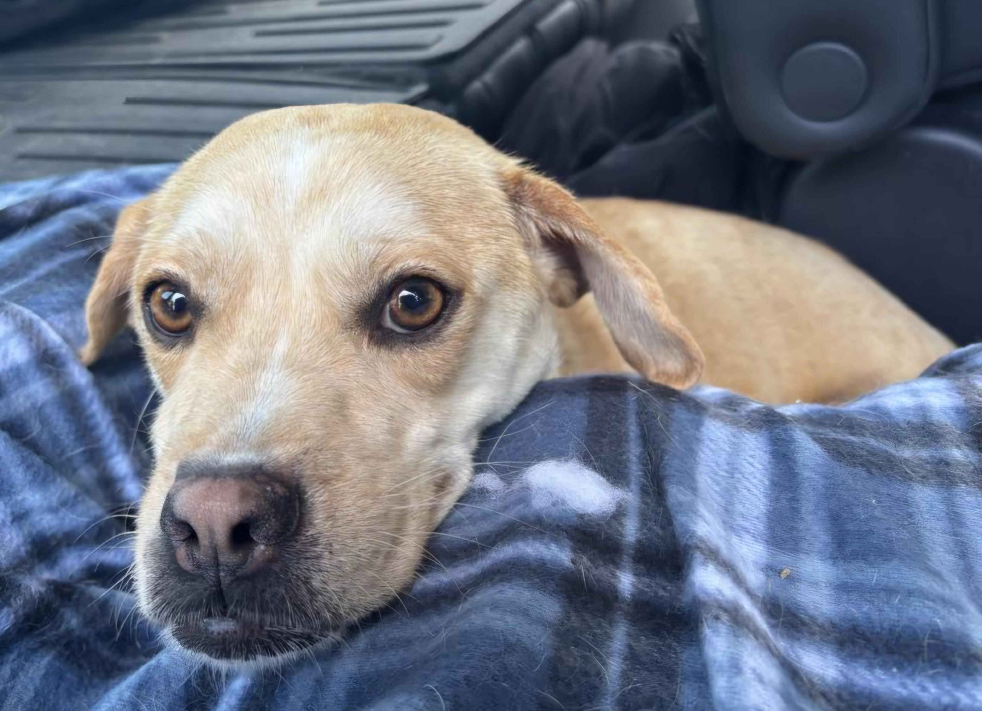 Enlarge Sahara, a ADOPTABLE mixed breed in Portland, OR image 3/6