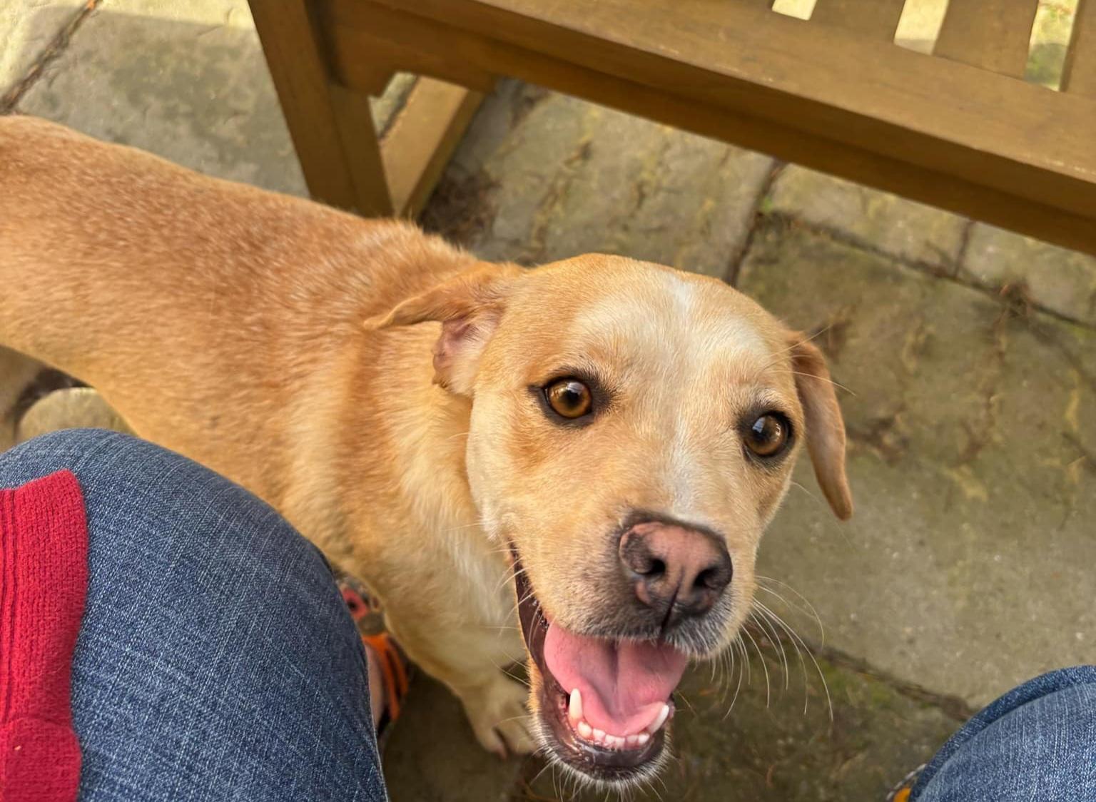 Sahara, ADOPTABLE, Adult Female Beagle & Labrador Retriever.