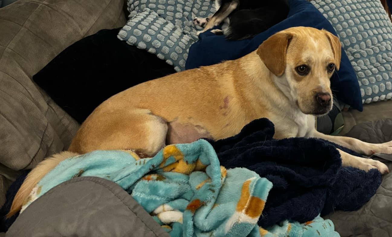 Enlarge Sahara, a ADOPTABLE mixed breed in Portland, OR image 5/6