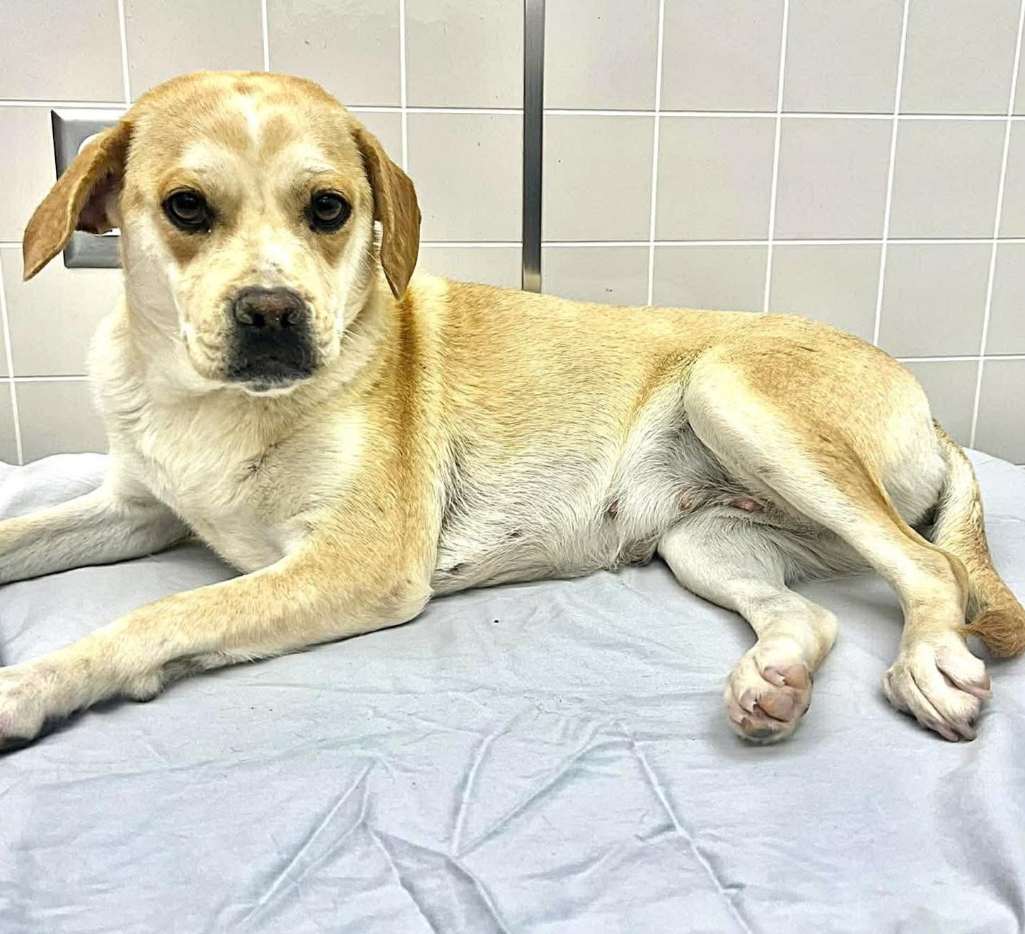 Enlarge Sahara, a ADOPTABLE mixed breed in Portland, OR image 4/6