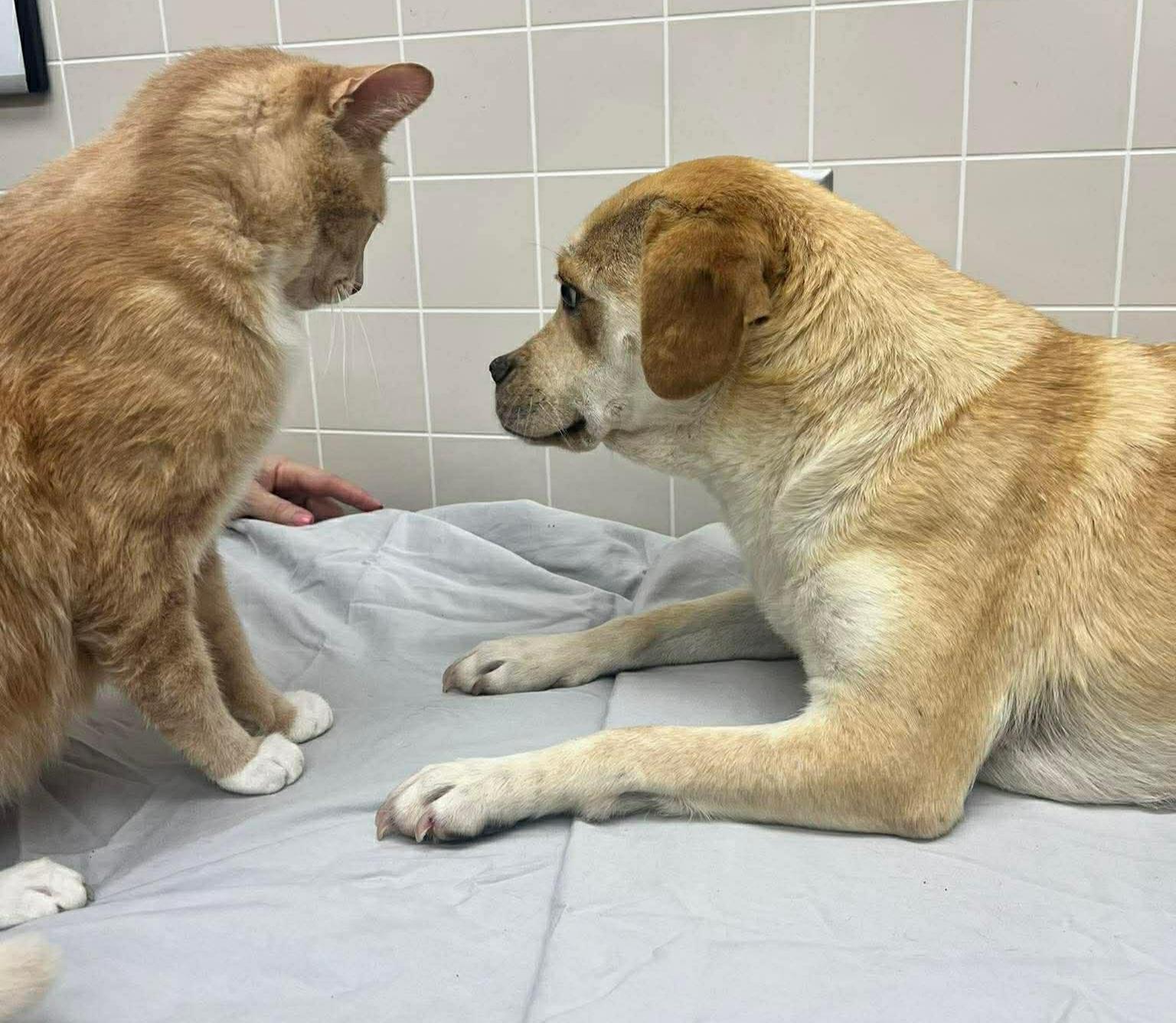 Enlarge Sahara, a ADOPTABLE mixed breed in Portland, OR image 2/6