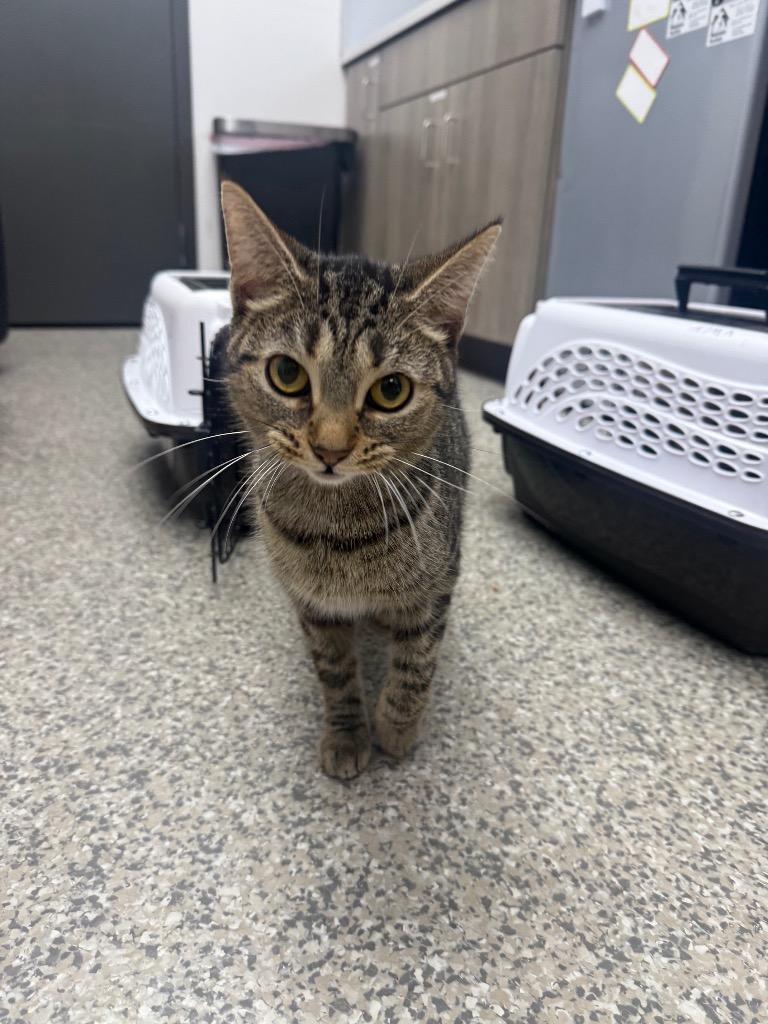 Enlarge Arcturus, a Adoptable American Shorthair in Van Wert, OH image 1/1