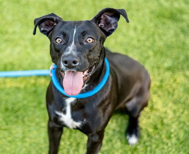 Enlarge MECHE, a Adoptable Pit Bull Terrier in San Jose, CA image 1/1