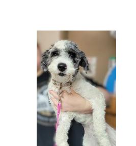 Panda, adopted, Adult Female Australian Shepherd & Poodle.