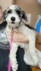 Enlarge Panda, an adopted mixed breed in Portsmouth, OH image 2/2