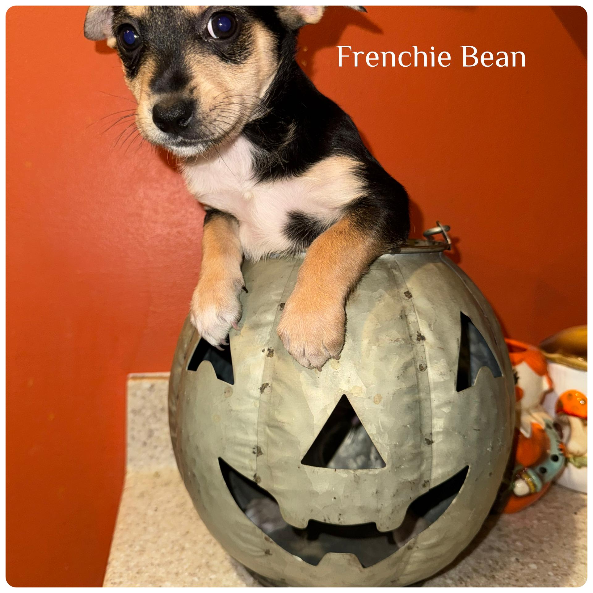 Frenchie Bean