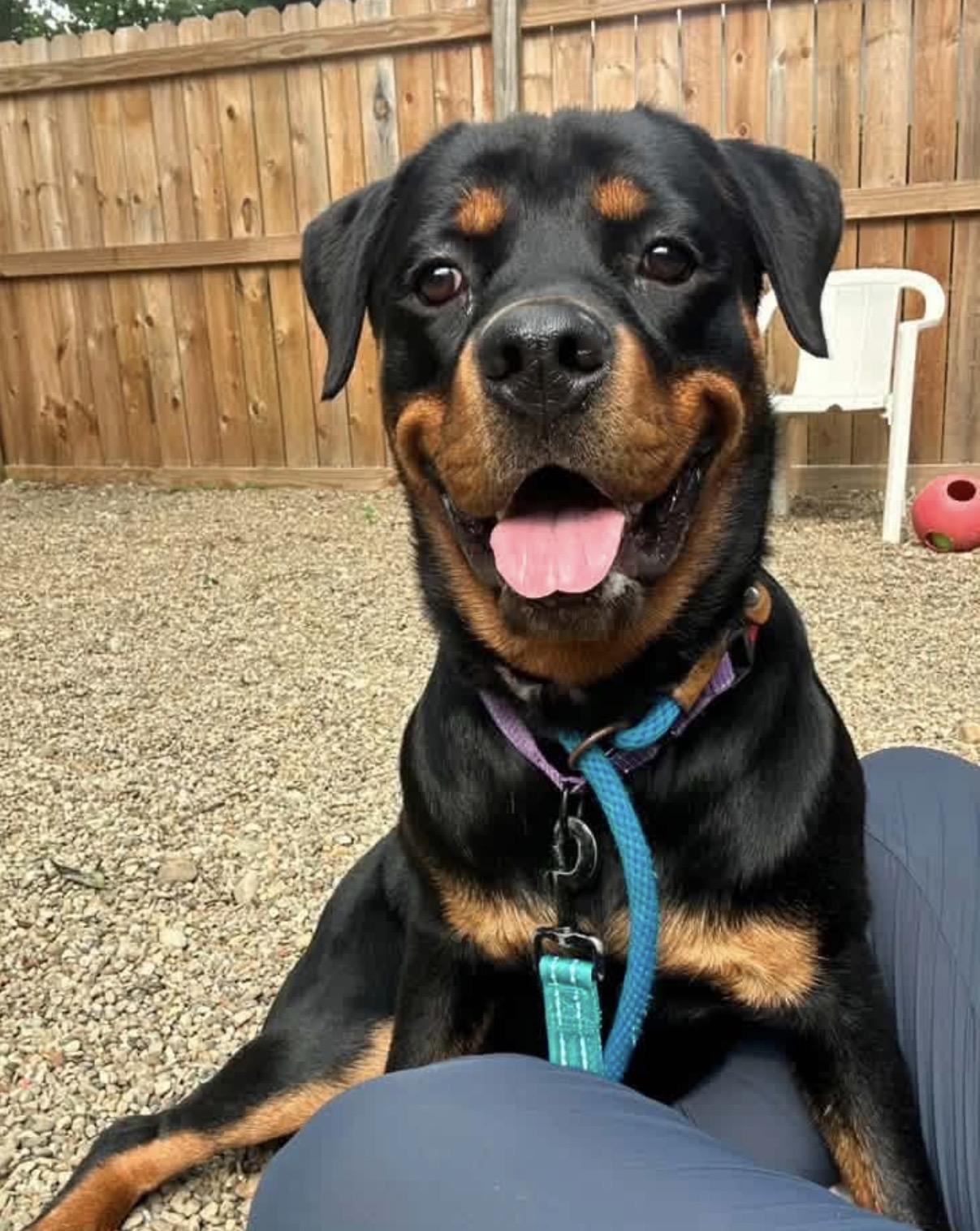 Ember, a ADOPTABLE Rottweiler in Youngstown, OH image 5/5