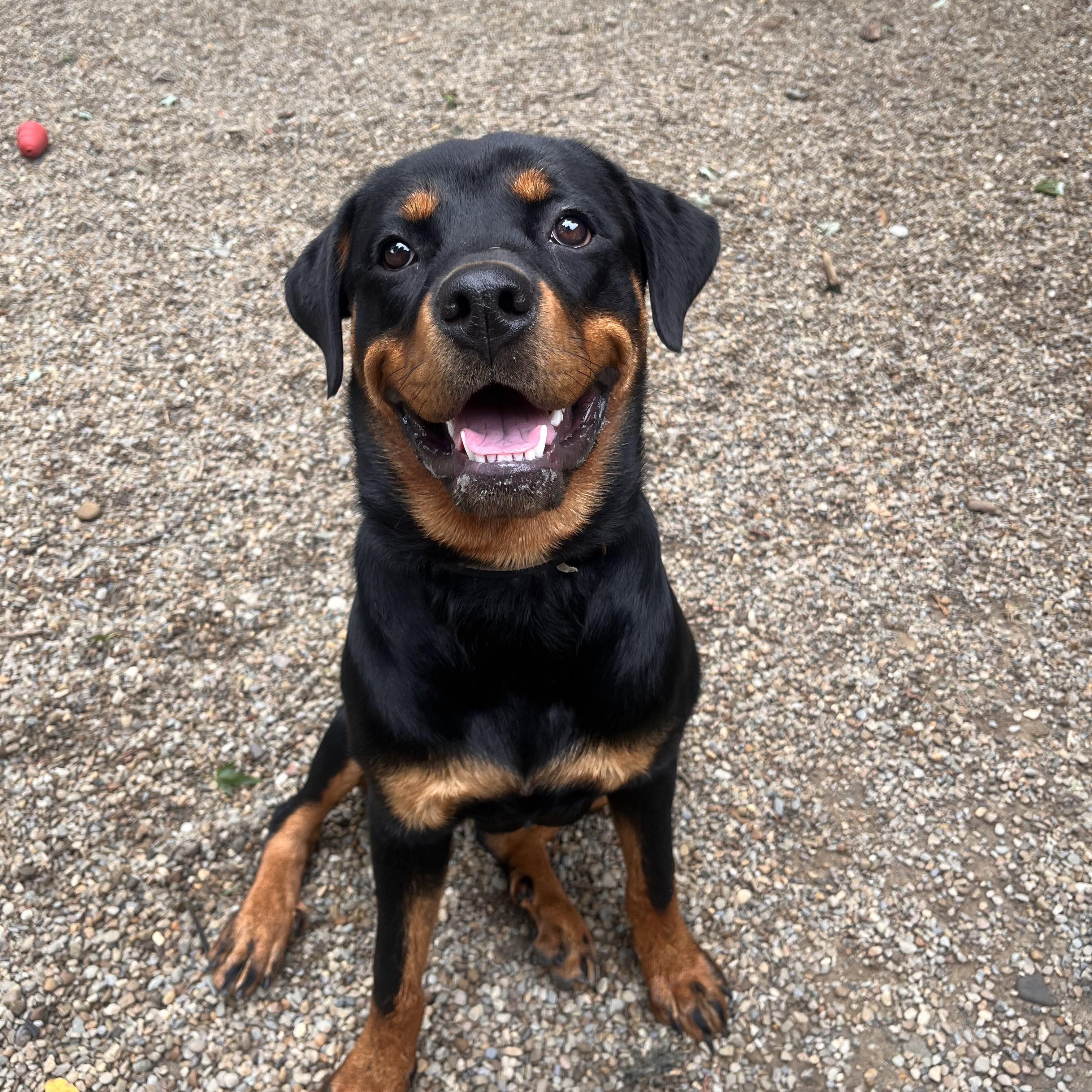 Ember, a ADOPTABLE Rottweiler in Youngstown, OH image 3/5
