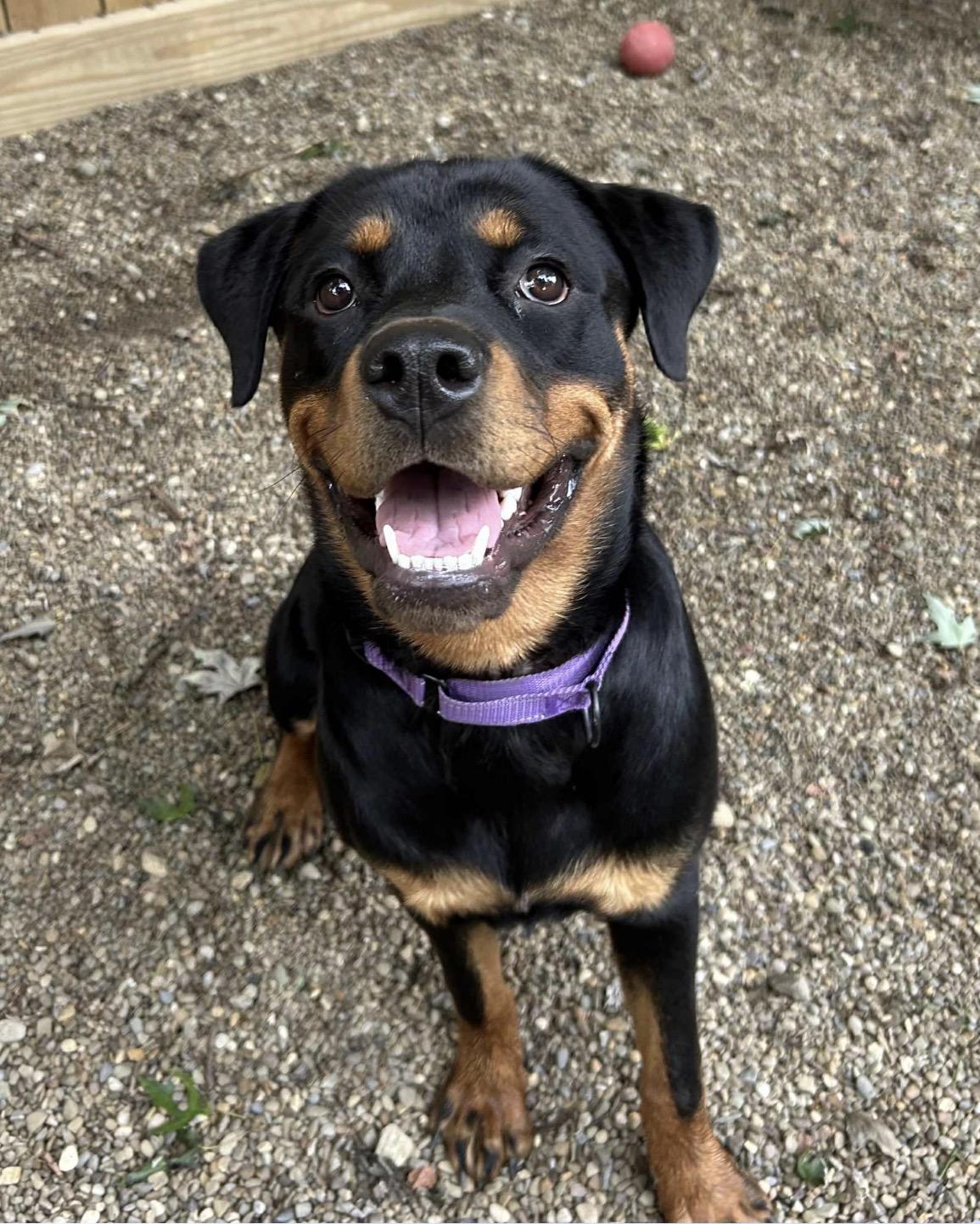 Ember, a ADOPTABLE Rottweiler in Youngstown, OH image 4/5