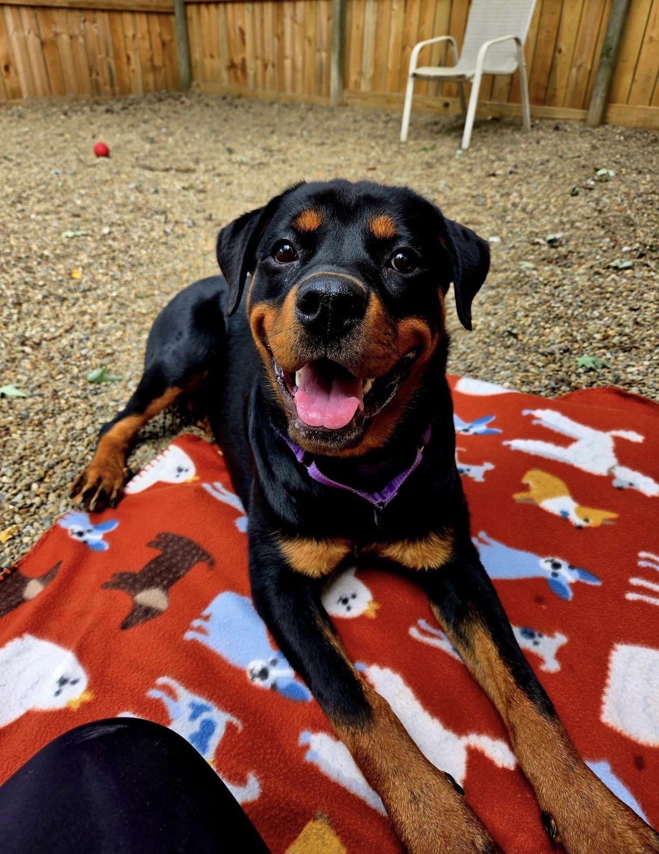 Ember, a ADOPTABLE Rottweiler in Youngstown, OH image 2/5