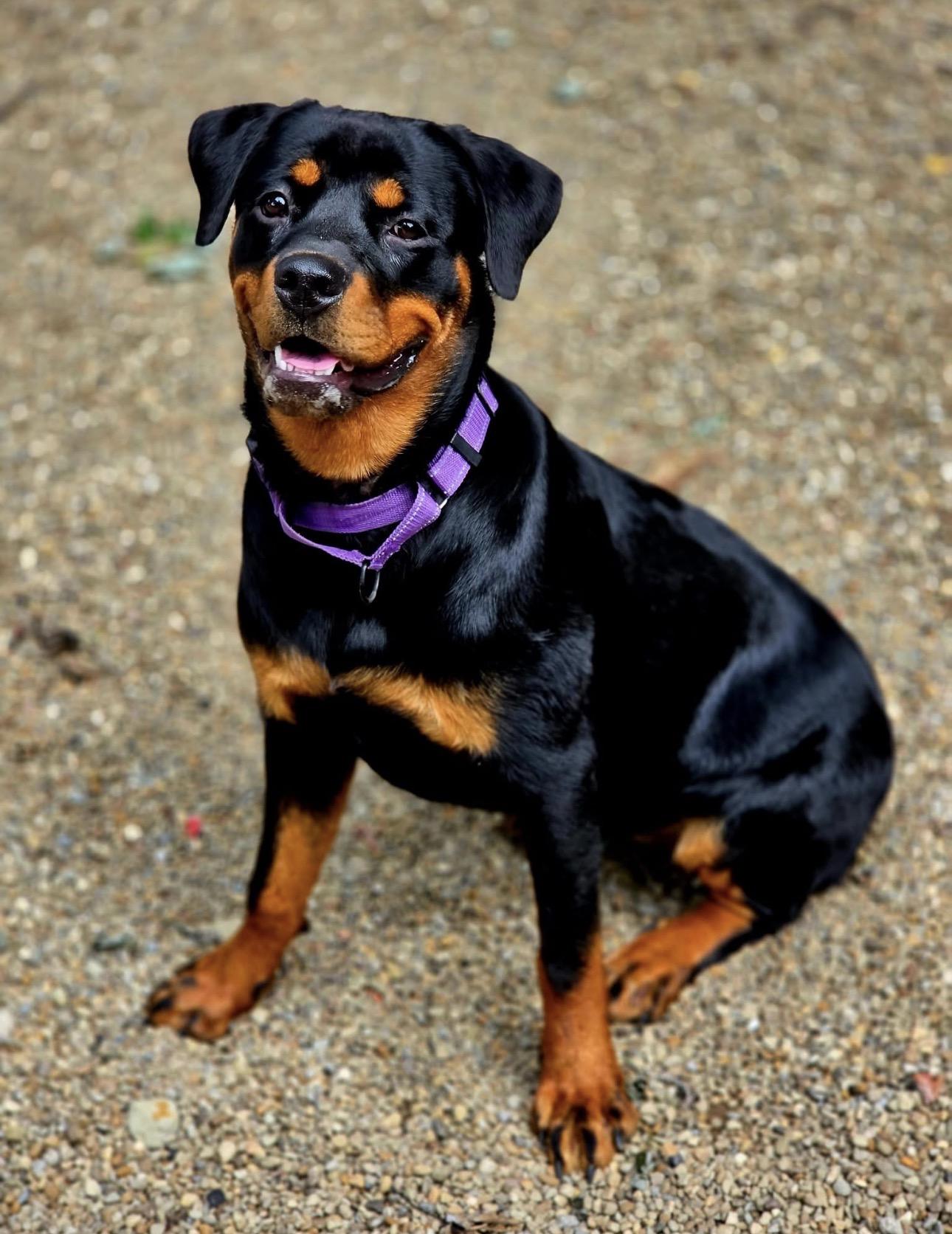 Ember, ADOPTABLE, Young Female Rottweiler.
