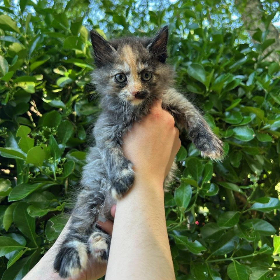 Paloma, ADOPTABLE, Kitten Female Calico.