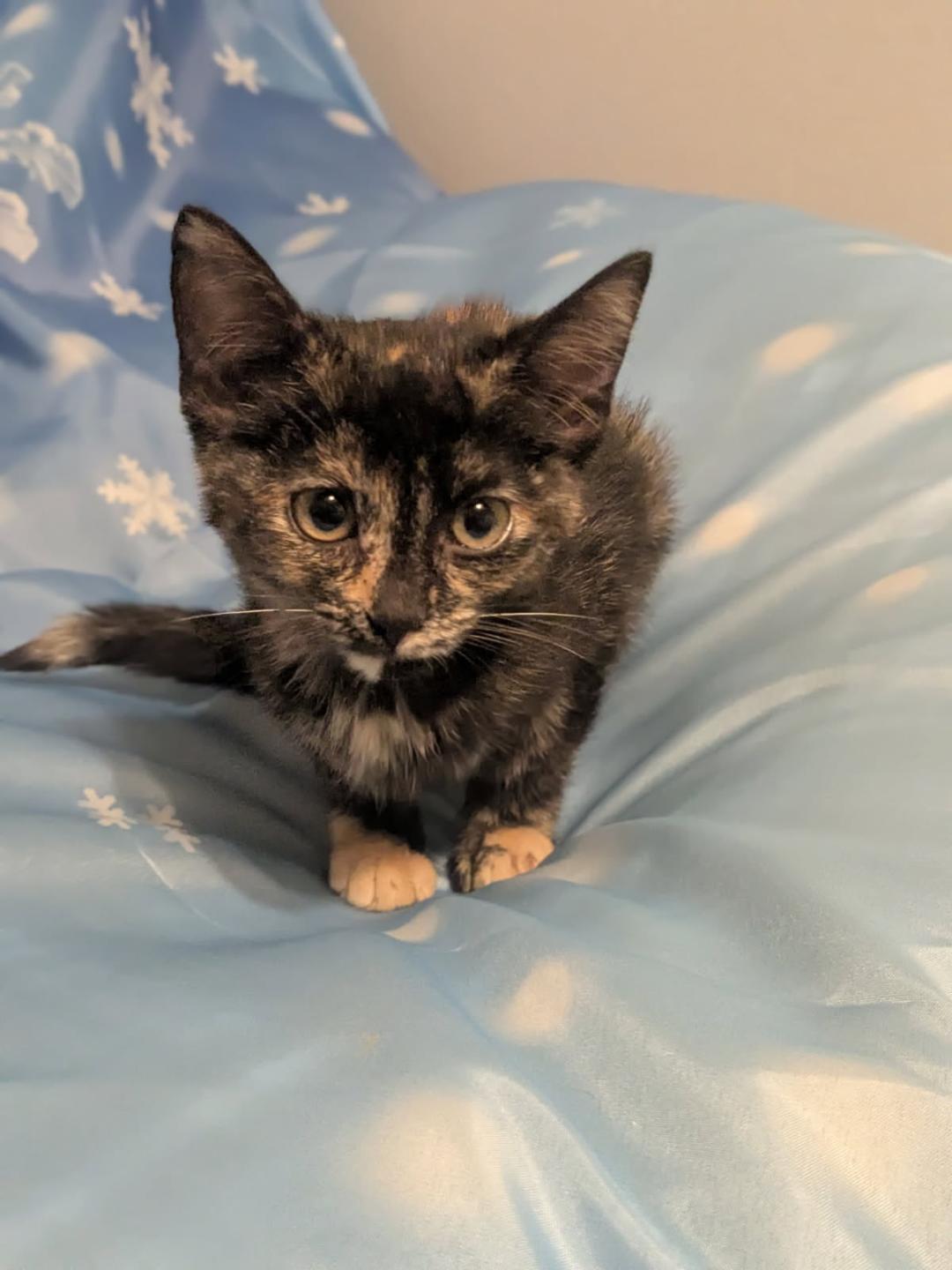 CRANBERRY, adopted, Kitten Female Tortoiseshell.