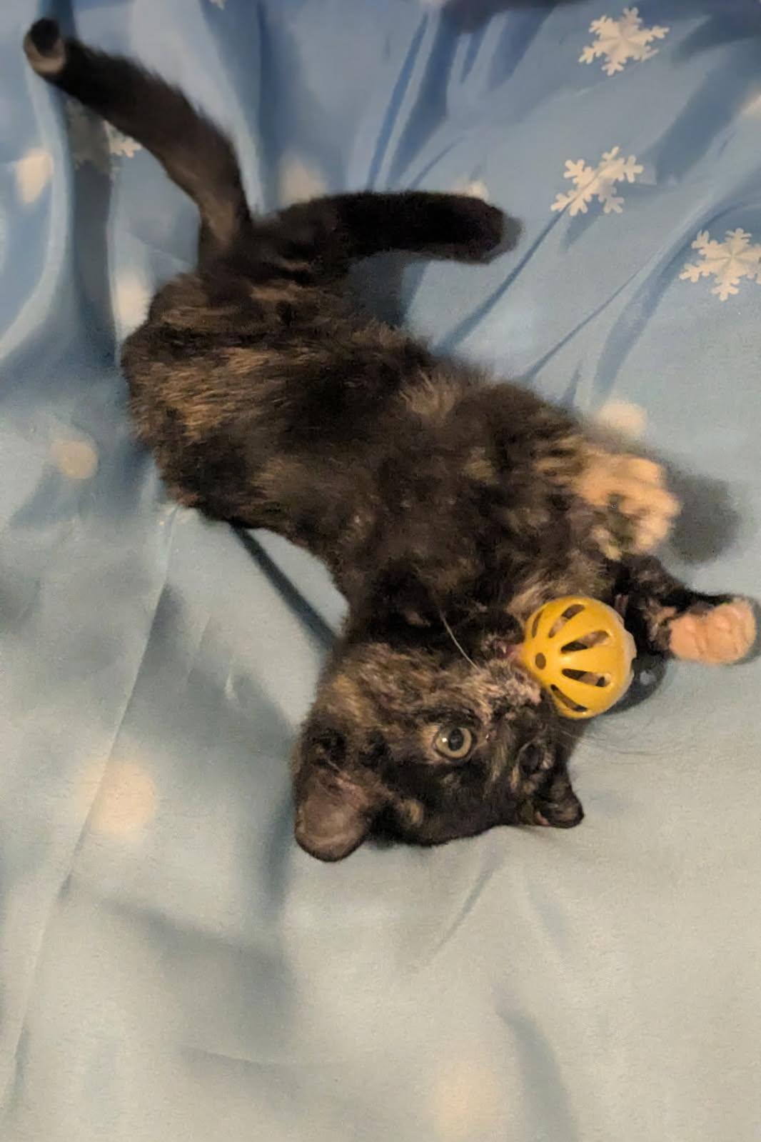 CRANBERRY, an adopted Tortoiseshell in Escalon, CA image 4/6