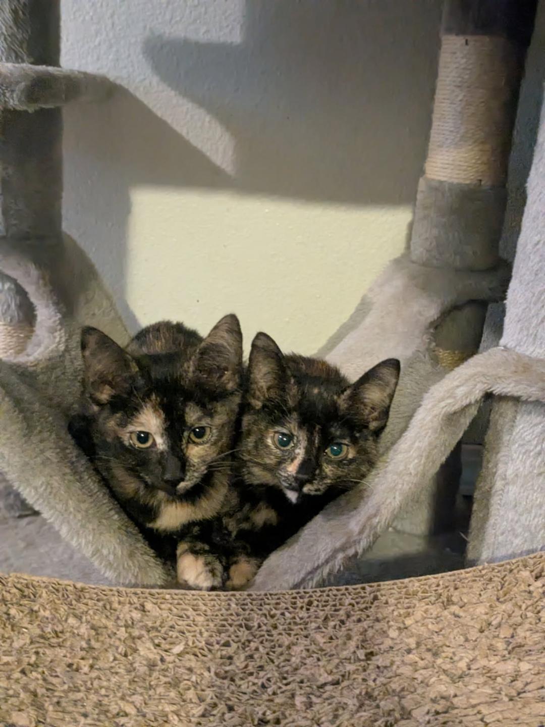 CRANBERRY, an adopted Tortoiseshell in Escalon, CA image 2/6