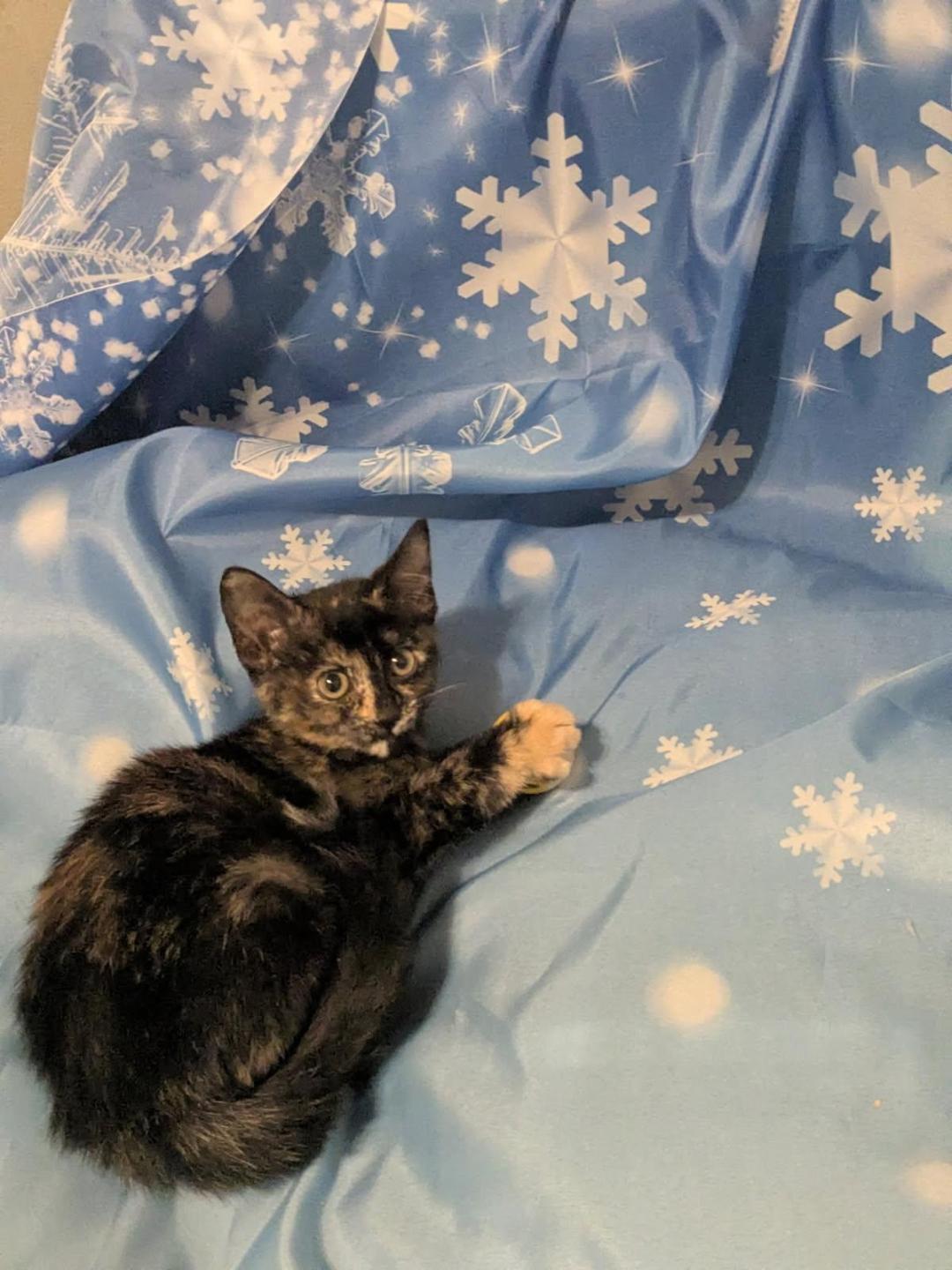 CRANBERRY, an adopted Tortoiseshell in Escalon, CA image 3/6