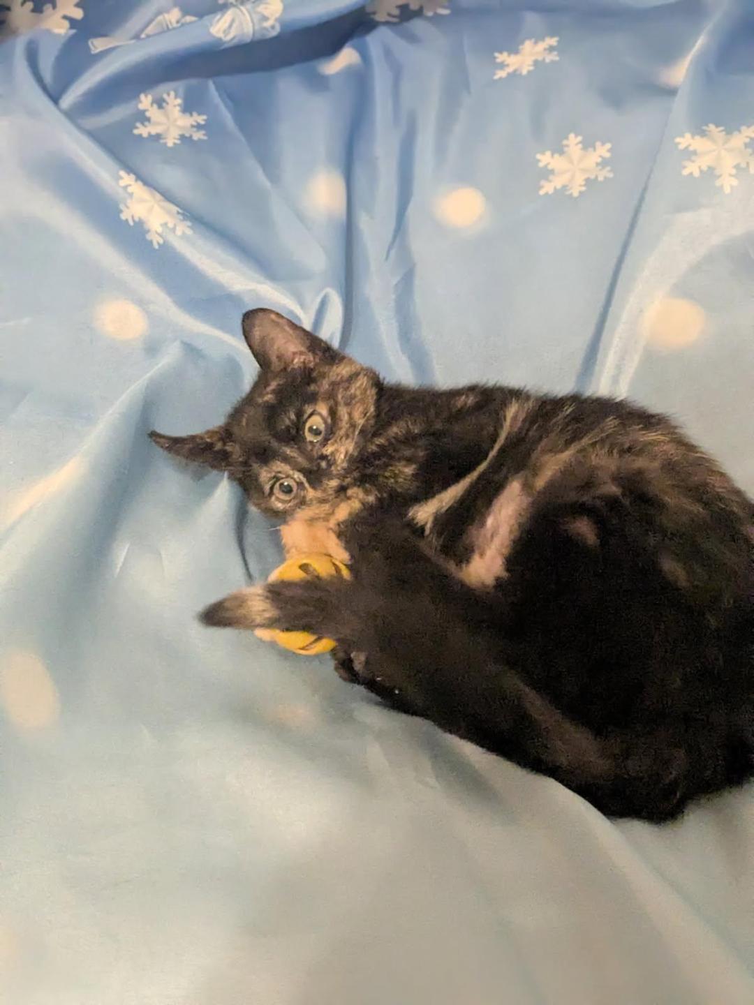 CRANBERRY, an adopted Tortoiseshell in Escalon, CA image 6/6