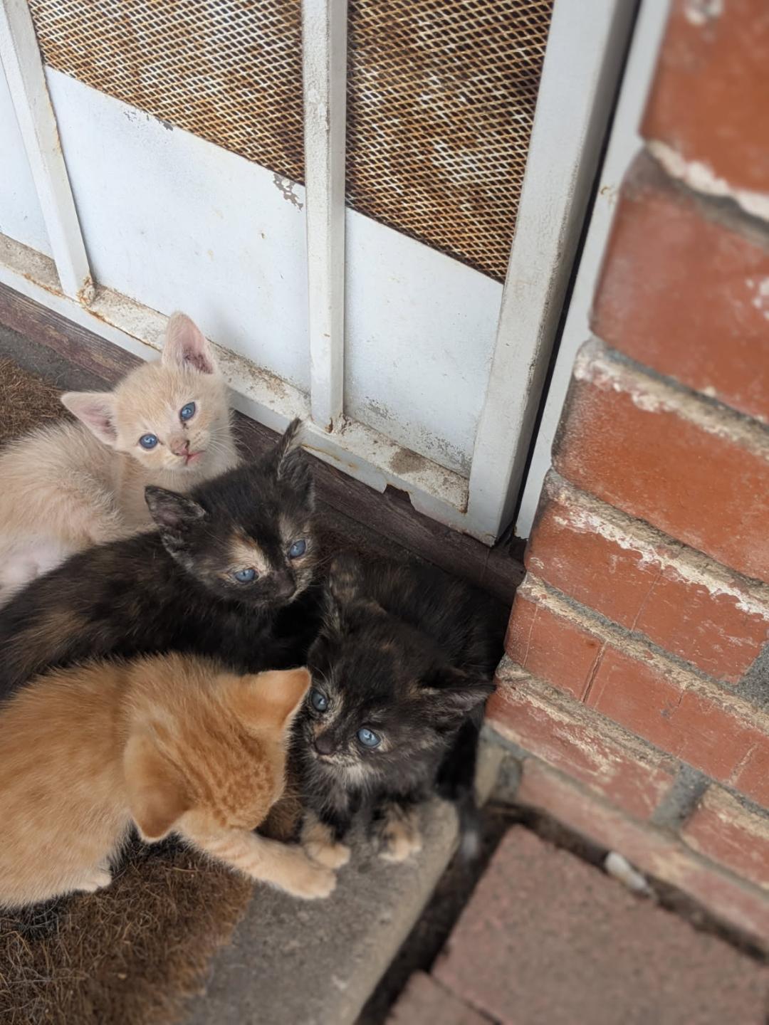 CRANBERRY, an adopted Tortoiseshell in Escalon, CA image 5/6