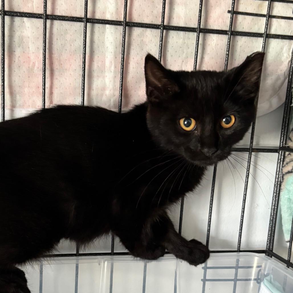 Peppercorn Rockyfork thumbnail 2