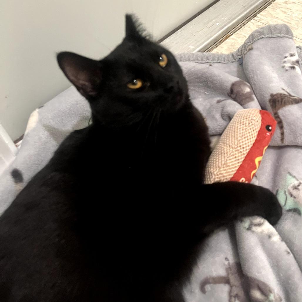 Enlarge Peppercorn 5335RockyFork03., a Adoptable Domestic Short Hair in Columbia, MO image 1/2