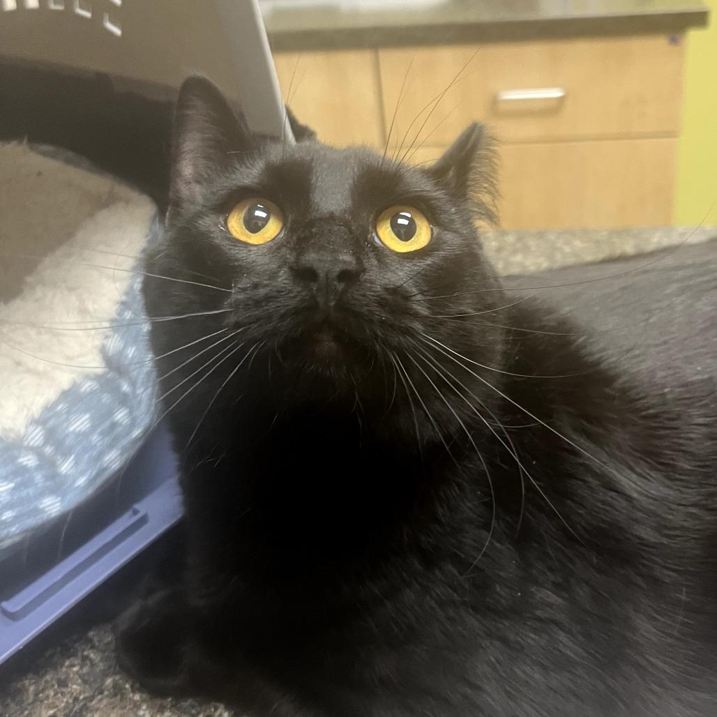 Enlarge Peppercorn 5335RockyFork03., a Adoptable Domestic Short Hair in Columbia, MO image 2/2