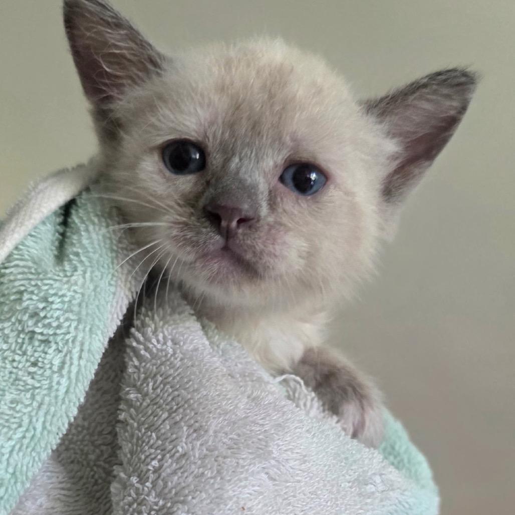 Foxy, Adoptable, Kitten Female Siamese & Domestic Short Hair.