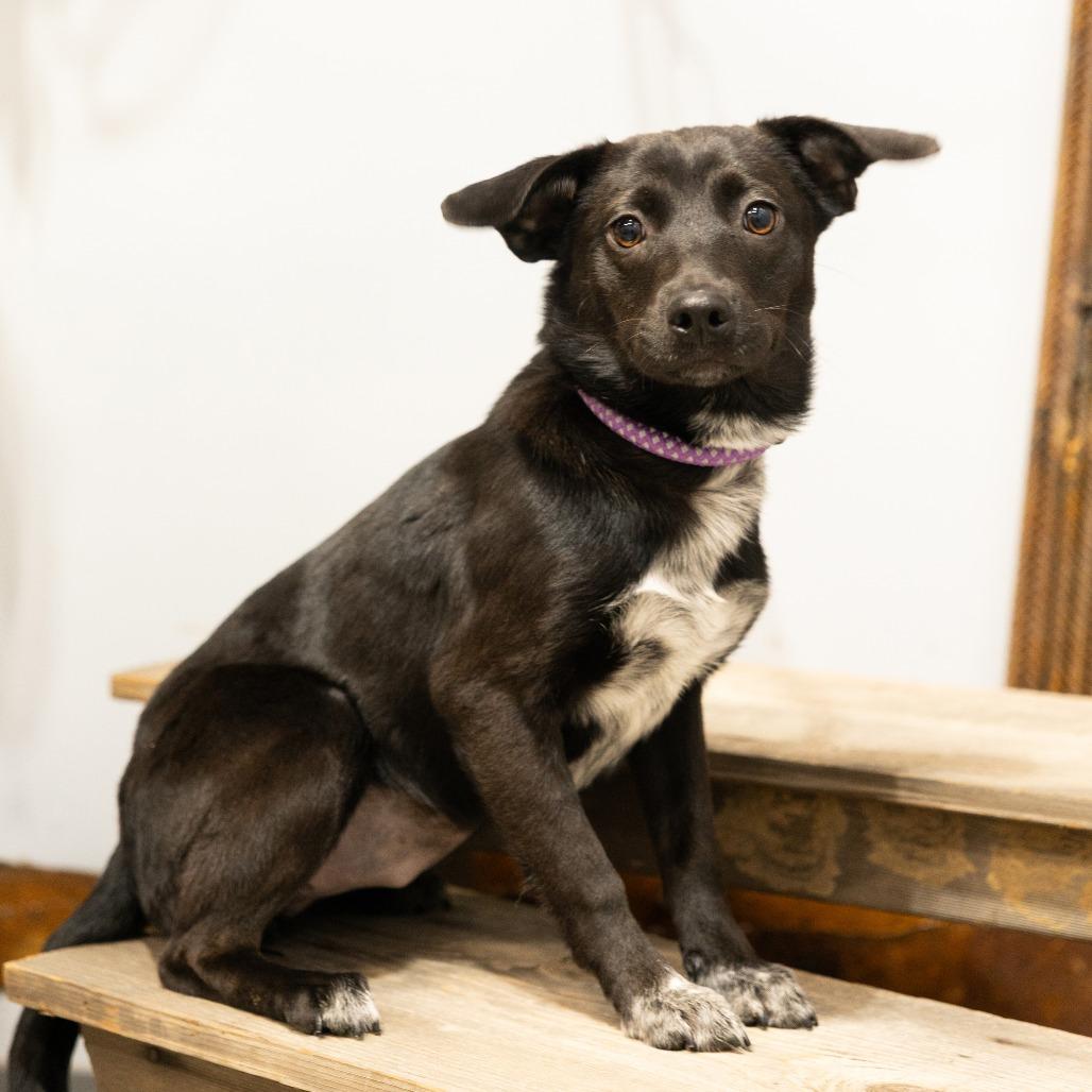 Radius, ADOPTABLE, Puppy Female Mixed Breed.