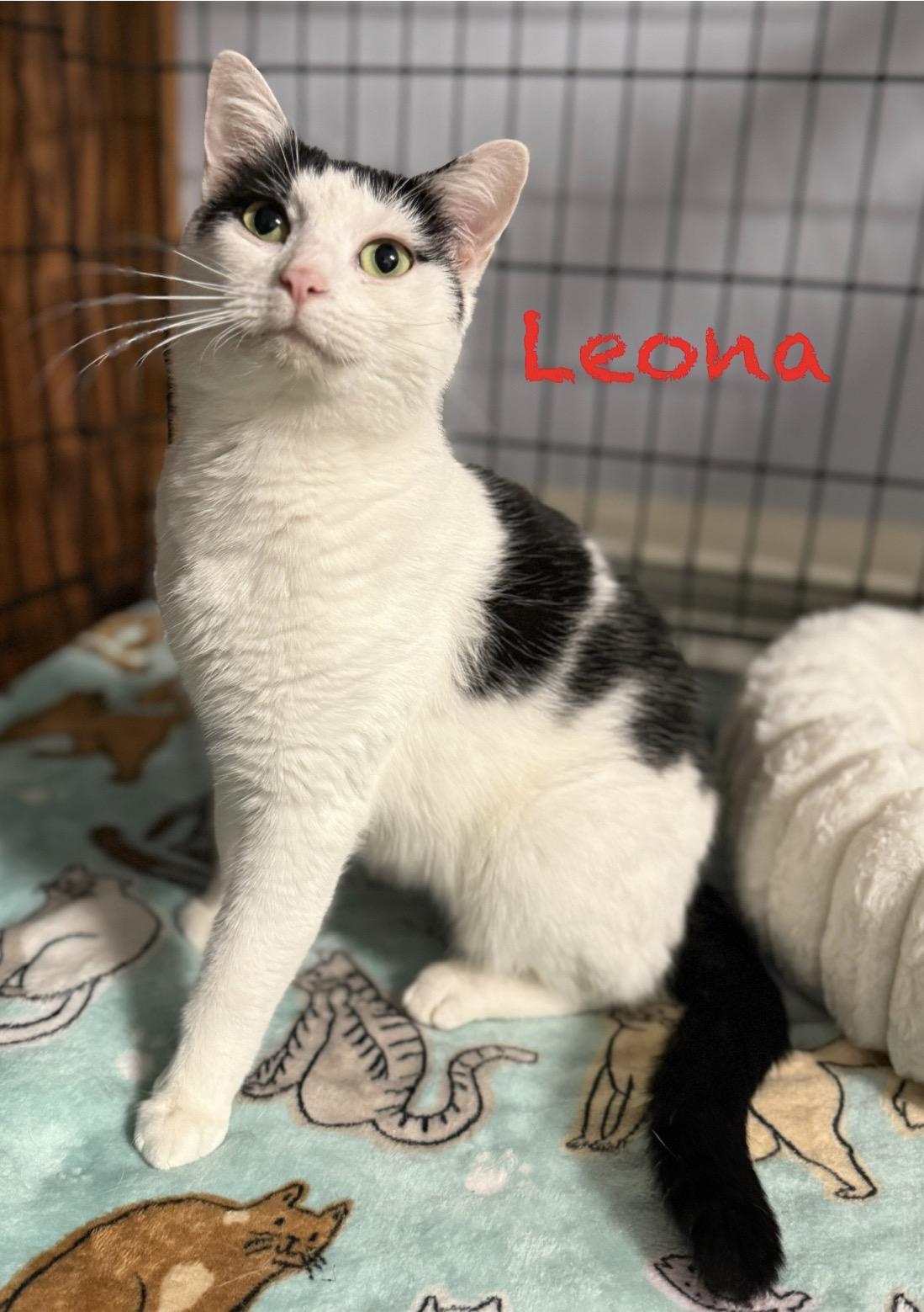Leona, ADOPTABLE, Adult Female Domestic Short Hair.