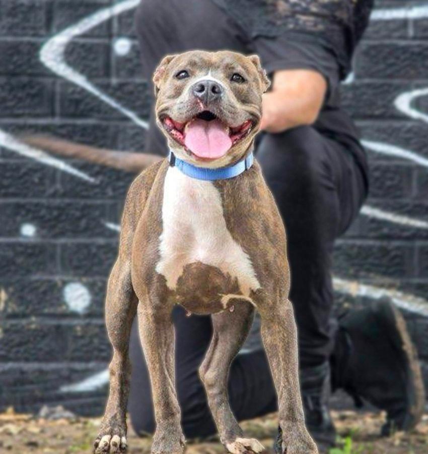 Pepper VI (New Digs), Adoptable, Young Female Labrador Retriever.