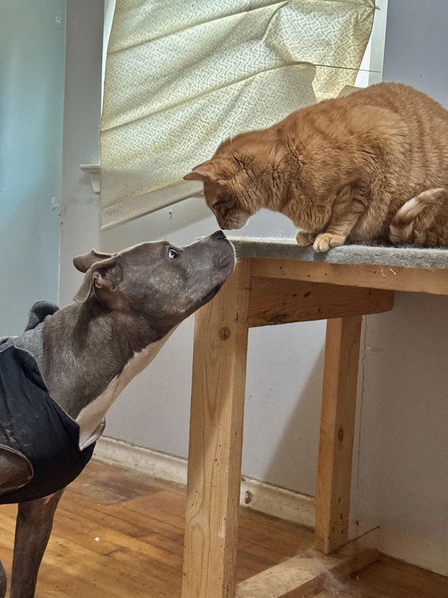 Enlarge Pepper VI (New Digs), a Adoptable Labrador Retriever in Dallas, TX image 2/3