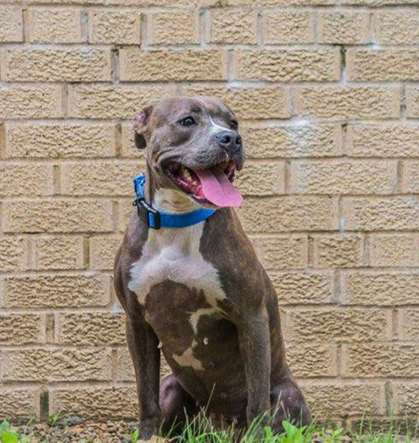 Enlarge Pepper VI (New Digs), a Adoptable Labrador Retriever in Dallas, TX image 3/3