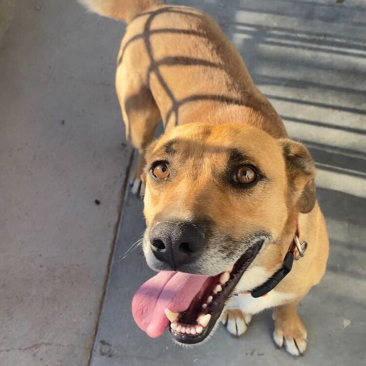Enlarge Sheriff, a ADOPTABLE mixed breed in Marfa, TX image 1/6