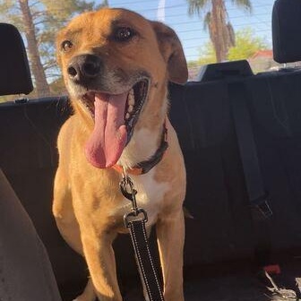 Sheriff, a ADOPTABLE mixed breed in Marfa, TX image 1/3