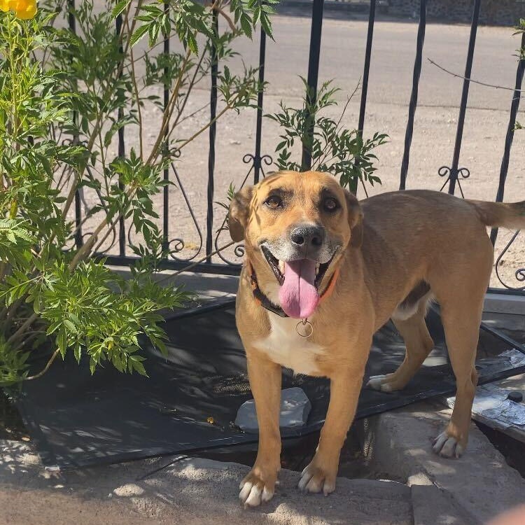 Enlarge Sheriff, a ADOPTABLE mixed breed in Marfa, TX image 5/6