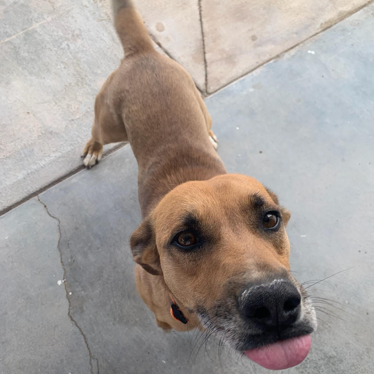 Sheriff, a ADOPTABLE mixed breed in Marfa, TX image 2/3