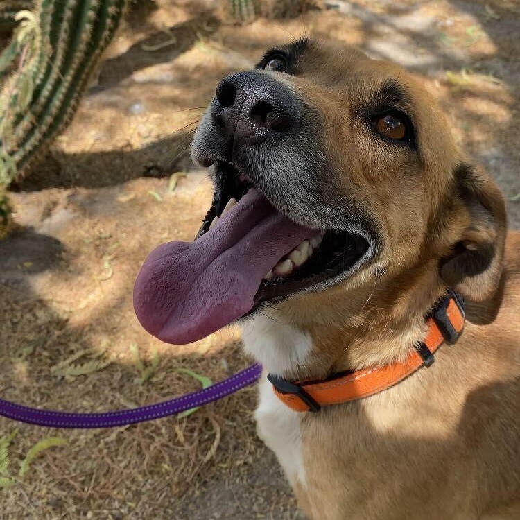Enlarge Sheriff, a ADOPTABLE mixed breed in Marfa, TX image 2/6