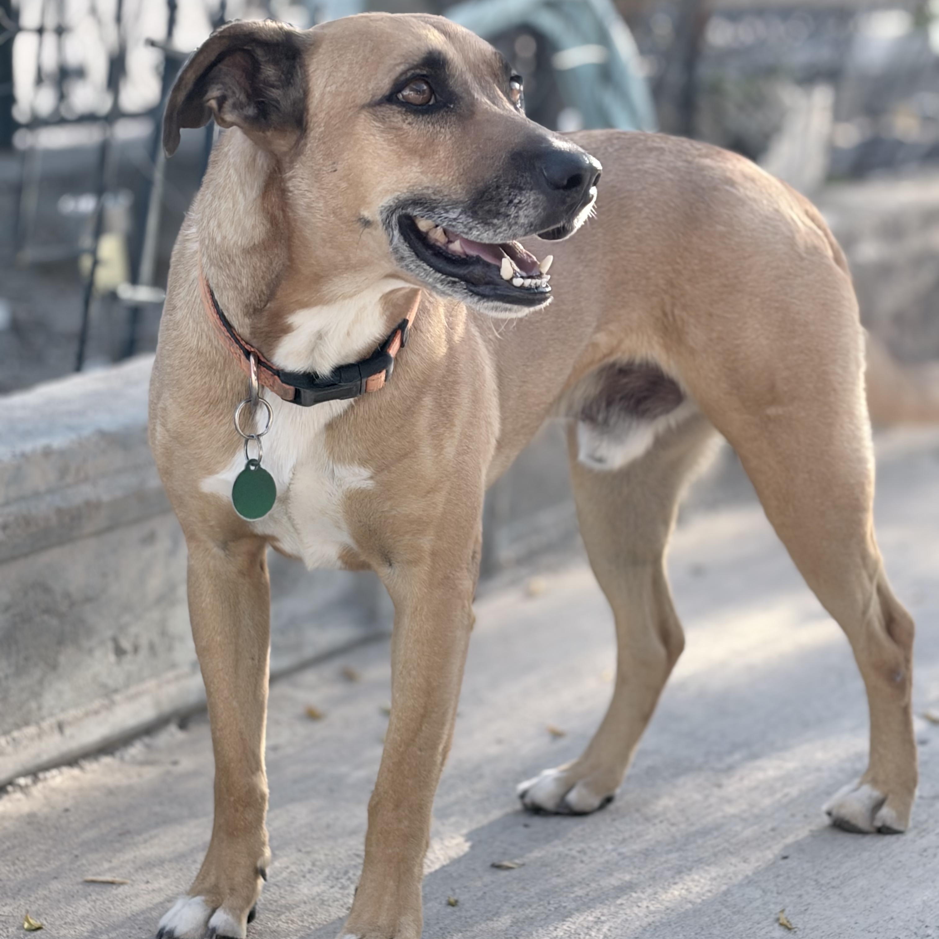 Enlarge Sheriff, a Adoptable mixed breed in Marfa, TX image 4/6