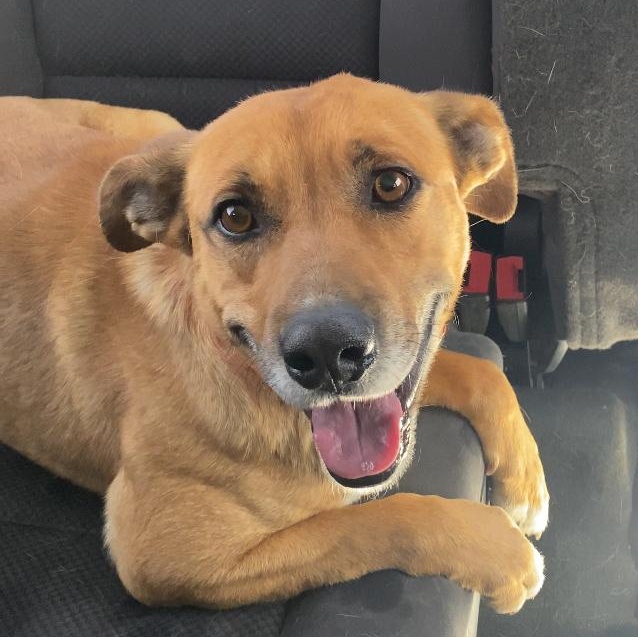 Sheriff, a ADOPTABLE mixed breed in Marfa, TX image 3/3