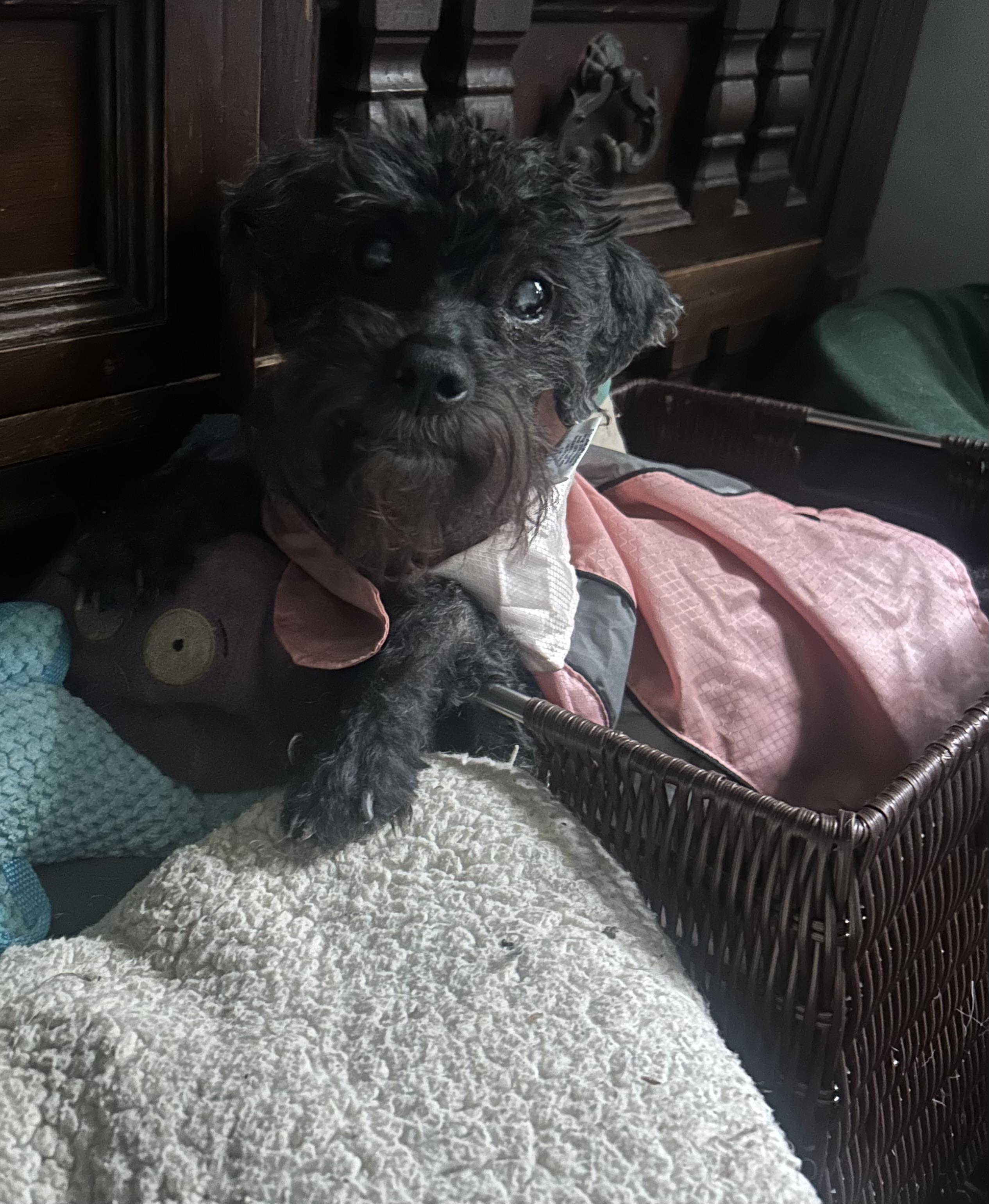 Maya-DIABETIC, a ADOPTABLE mixed breed in Oak Ridge, NJ image 5/5